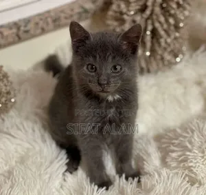 Photo - 1-3 months Female Mixed Breed British Shorthair
