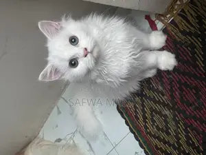 Photo - 3-6 months Female Purebred Persian