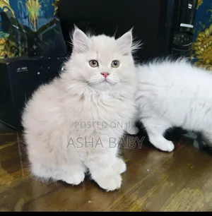 Photo - 1-3 months Male Purebred Persian
