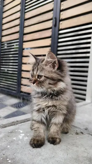 Photo - 1-3 months Male Purebred Persian
