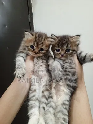 Photo - 1-3 months Female Purebred Persian