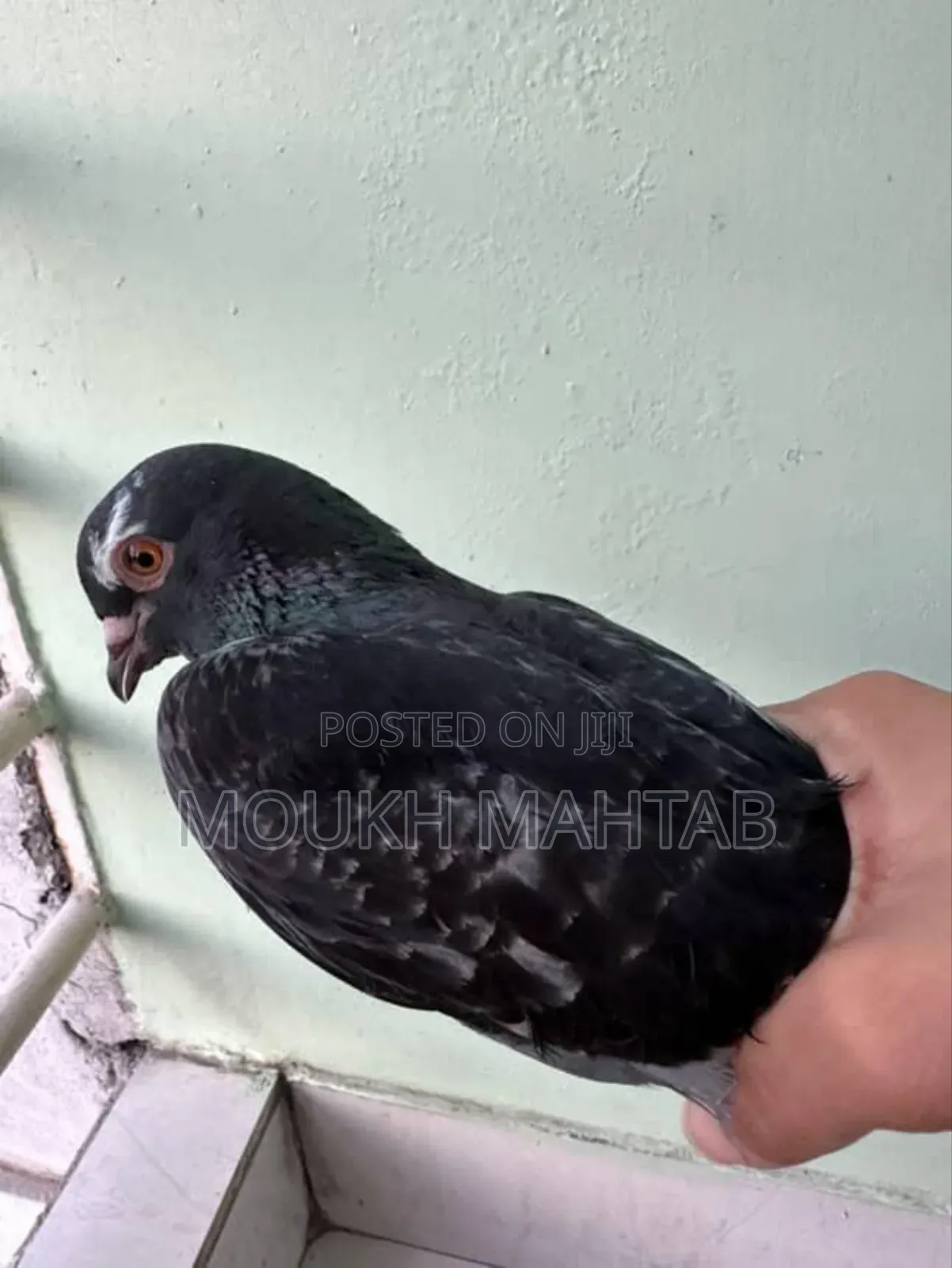 এক জোড়া গিরিবাজ কবুতর এবং দুইটি টিম সহ Running Pair Pigeon