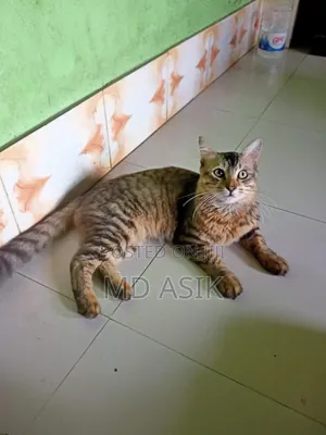 Photo - 1+ year Male Mixed Breed Persian