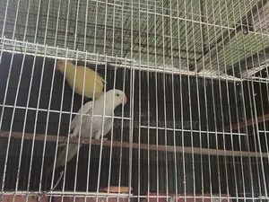 Photo - Ring Neck Tia