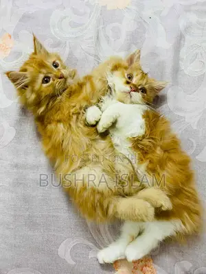 Photo - 0-1 month Male Purebred Persian