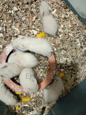 Photo - Syrian Hamster Dhaka Mirpur