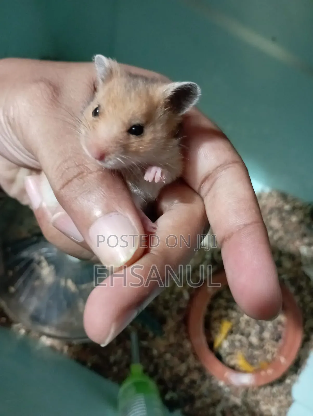 Syrian Hamster Dhaka Mirpur