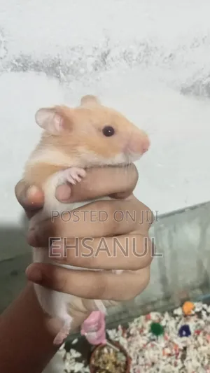 Syrian Hamster Dhaka Mirpur