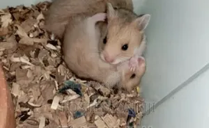 Syrian Hamster Dhaka Mirpur