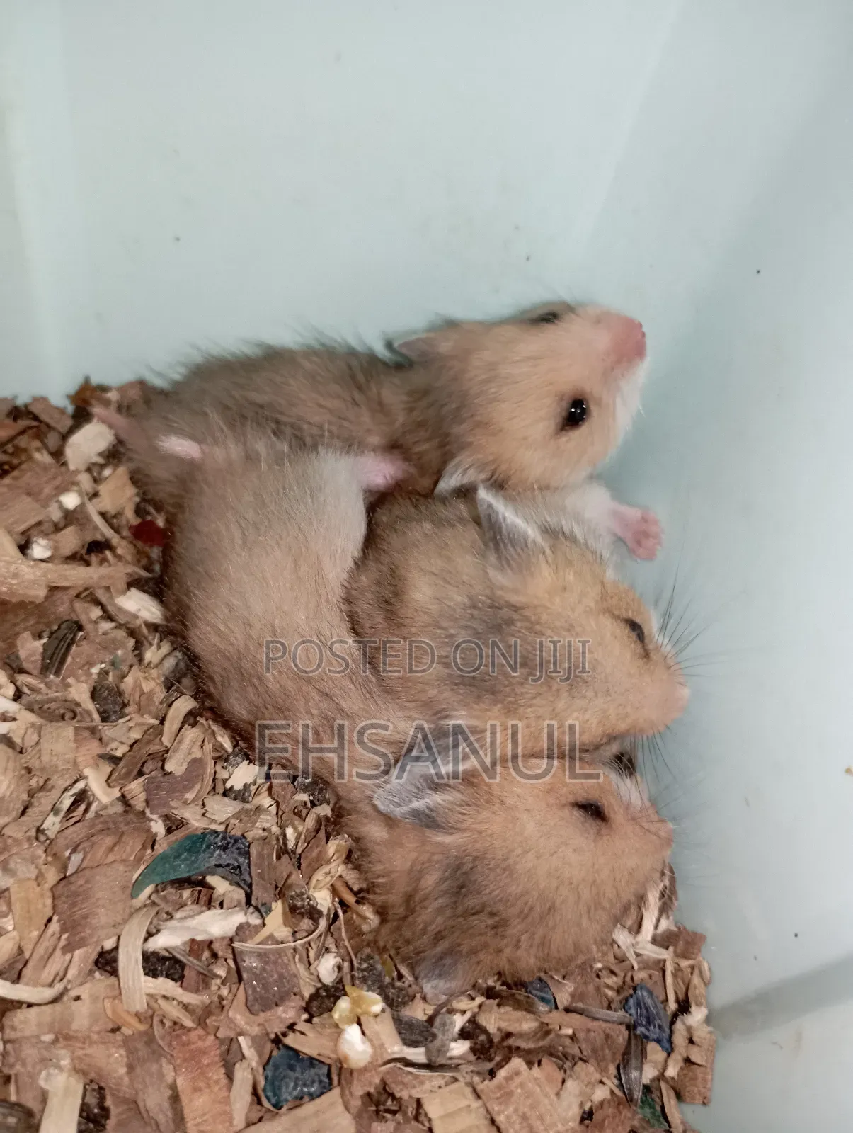 Syrian Hamster Dhaka Mirpur
