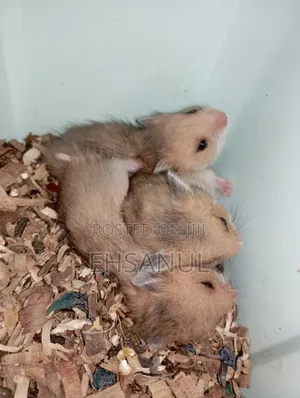 Syrian Hamster Dhaka Mirpur