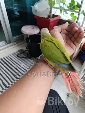 Photo - Pineapple Conure Double Red Factor Super Tame Bird for Sale