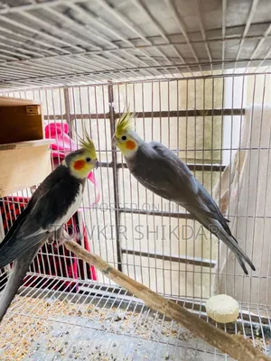 Photo - Cockatiel Bird Sale