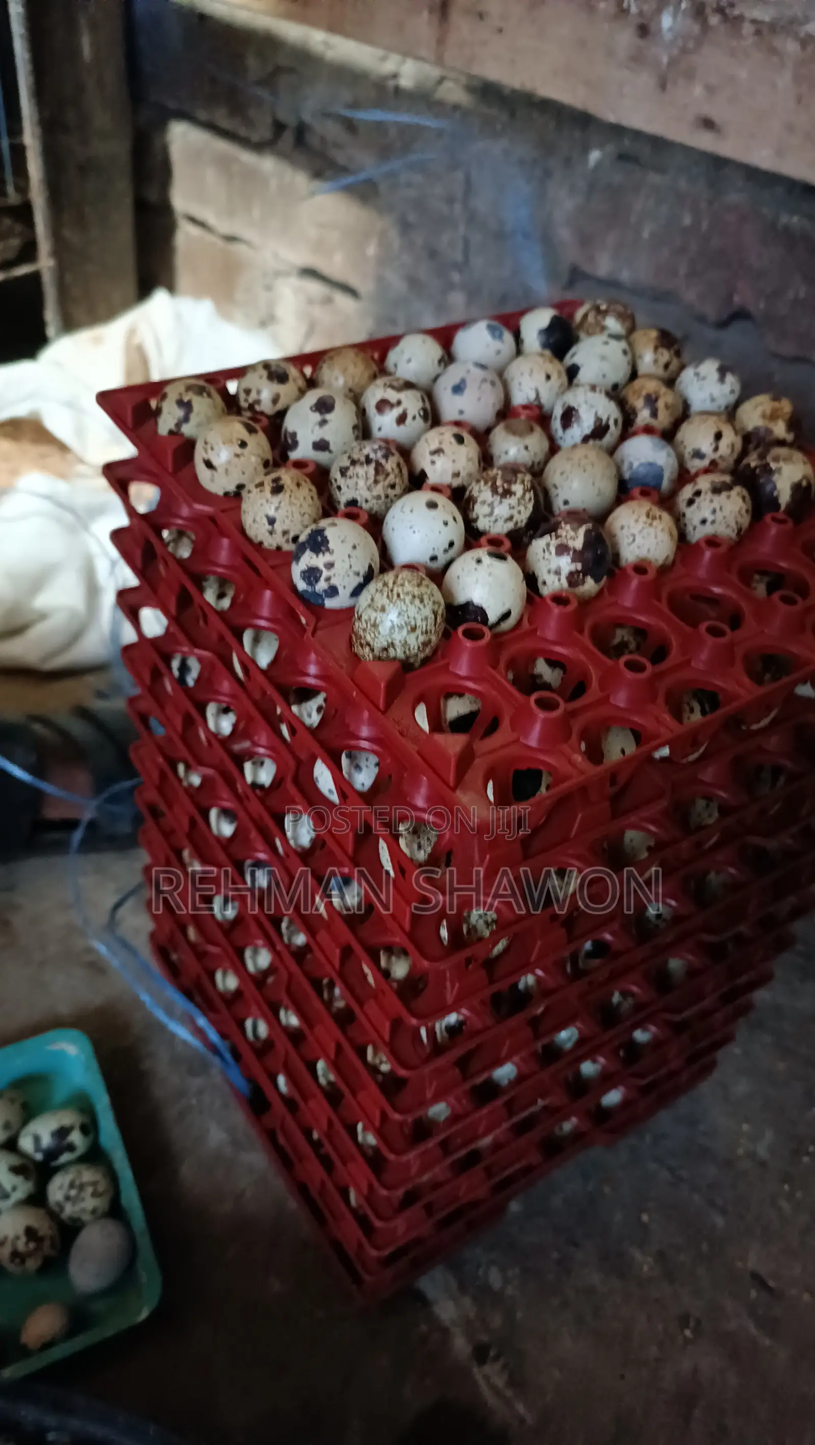 কোয়েল পাখির ডিম (Quail Eggs)