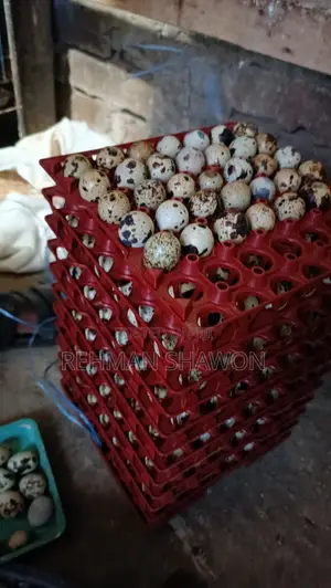 কোয়েল পাখির ডিম (Quail Eggs)