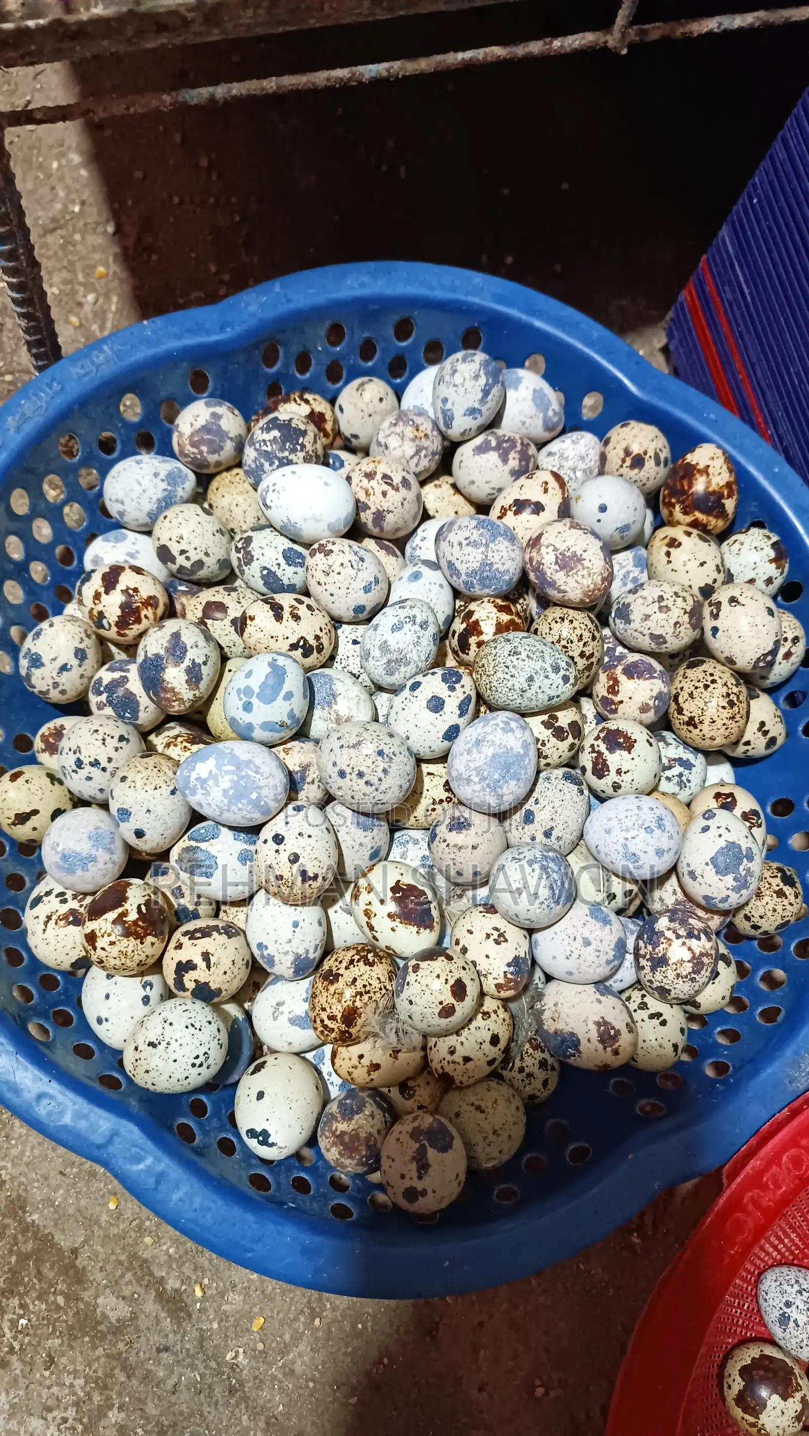 কোয়েল পাখির ডিম (Quail Eggs)