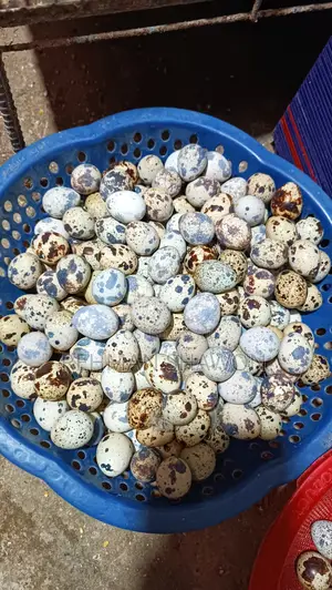 কোয়েল পাখির ডিম (Quail Eggs)