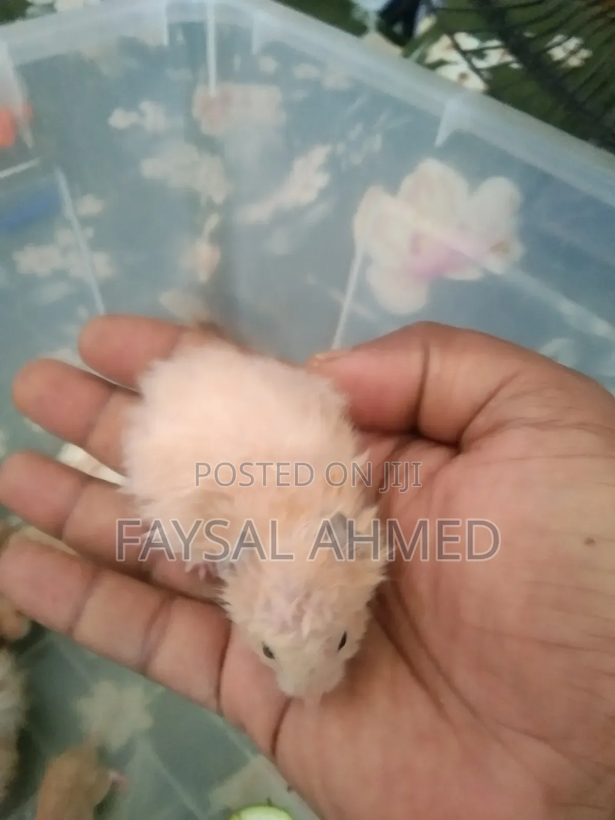 Syrian Hamster / সিরিয়ান হ্যাঁমিস্টার / বিলাতি ইঁদুর