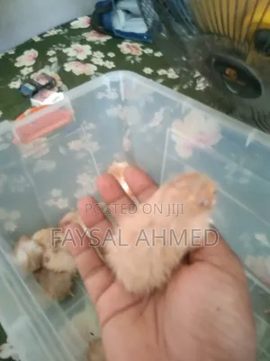 Syrian Hamster / সিরিয়ান হ্যাঁমিস্টার / বিলাতি ইঁদুর
