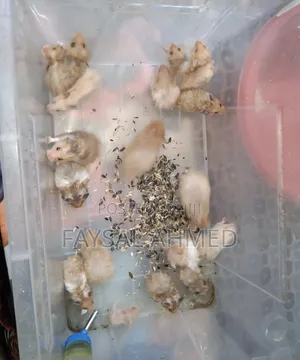 Syrian Hamster / সিরিয়ান হ্যাঁমিস্টার / বিলাতি ইঁদুর