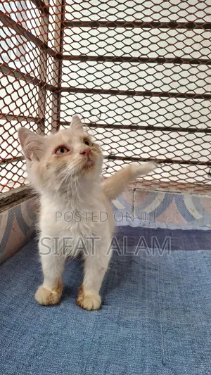 Photo - 1-3 months Male Purebred Persian