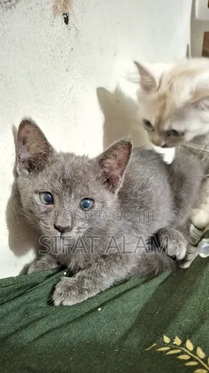 Photo - 1-3 months Female Mixed Breed British Shorthair