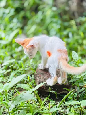 Photo - 1-3 months Male Purebred Bengal