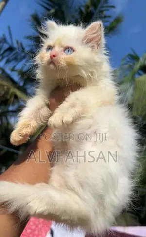 Photo - 1-3 months Female Purebred Persian