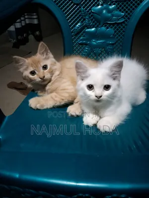 Photo - 1-3 months Female Mixed Breed Persian