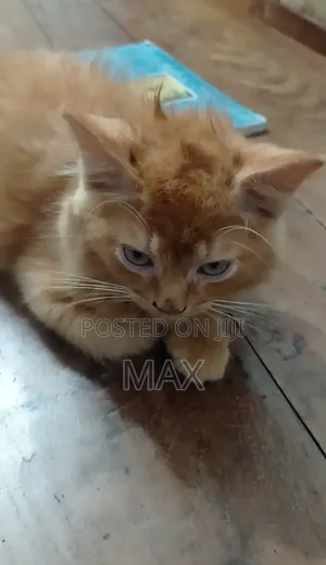 Photo - 1-3 months Male Purebred Persian
