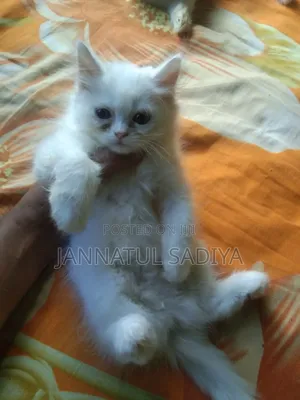 Photo - 0-1 month Female Purebred Persian
