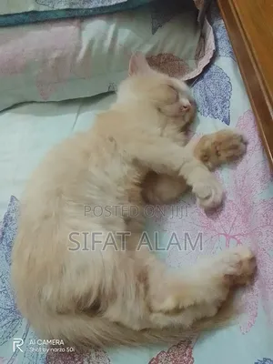 Photo - 1-3 months Male Purebred Persian