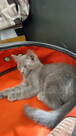 Photo - 1-3 months Female Mixed Breed British Shorthair