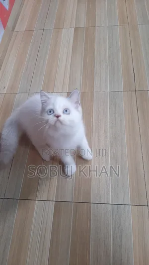 Photo - 1-3 months Male Purebred Persian