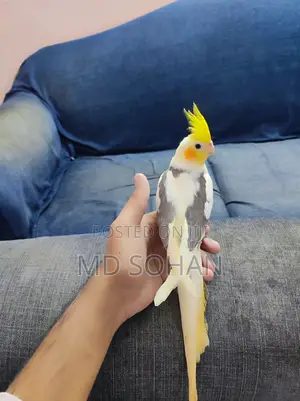 Photo - Cockatiel Bird
