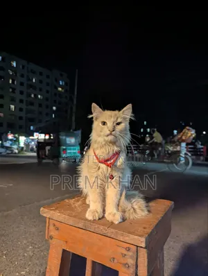 Photo - 6-12 months Male Purebred Persian