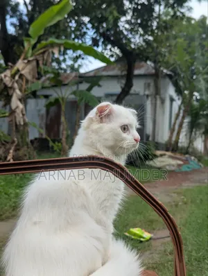 Photo - 1-3 months Male Mixed Breed Scottish Fold