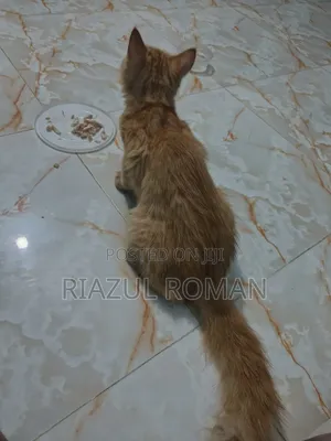 Photo - 3-6 months Male Purebred Persian