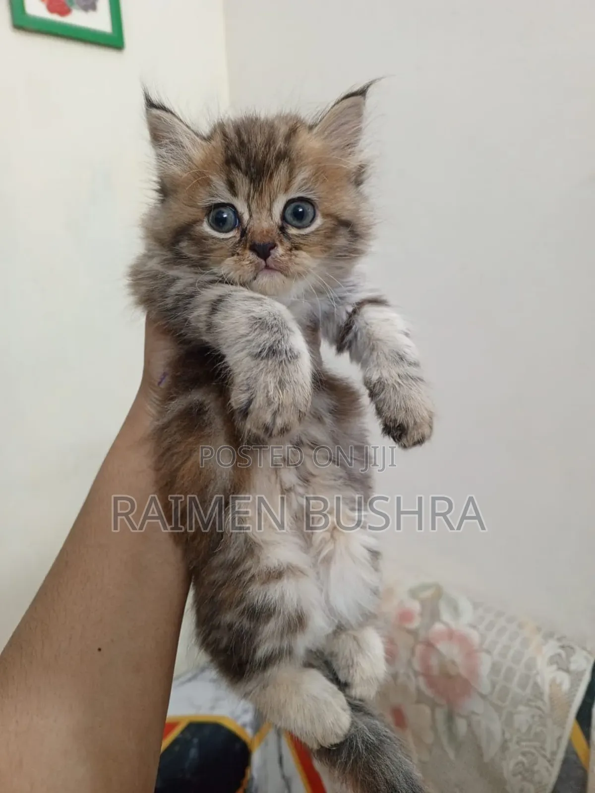 1-3 months Female Purebred Persian