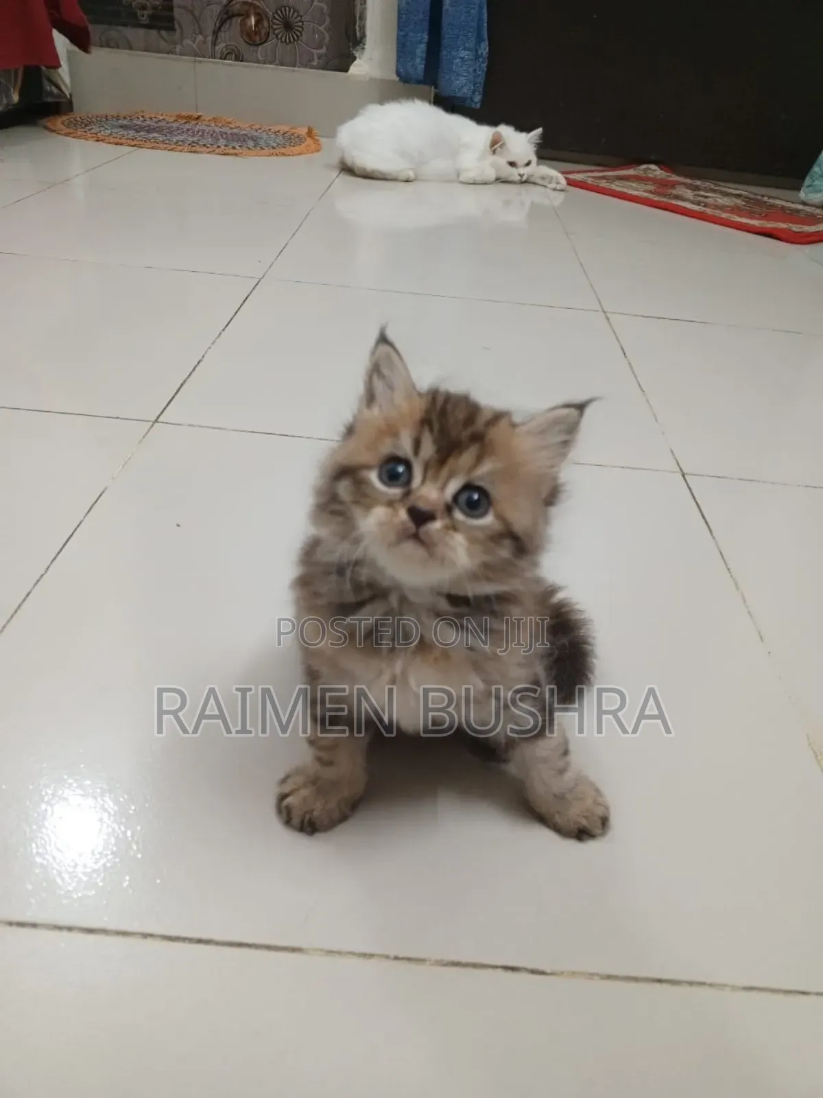 1-3 months Female Purebred Persian