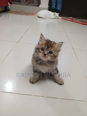 1-3 months Female Purebred Persian