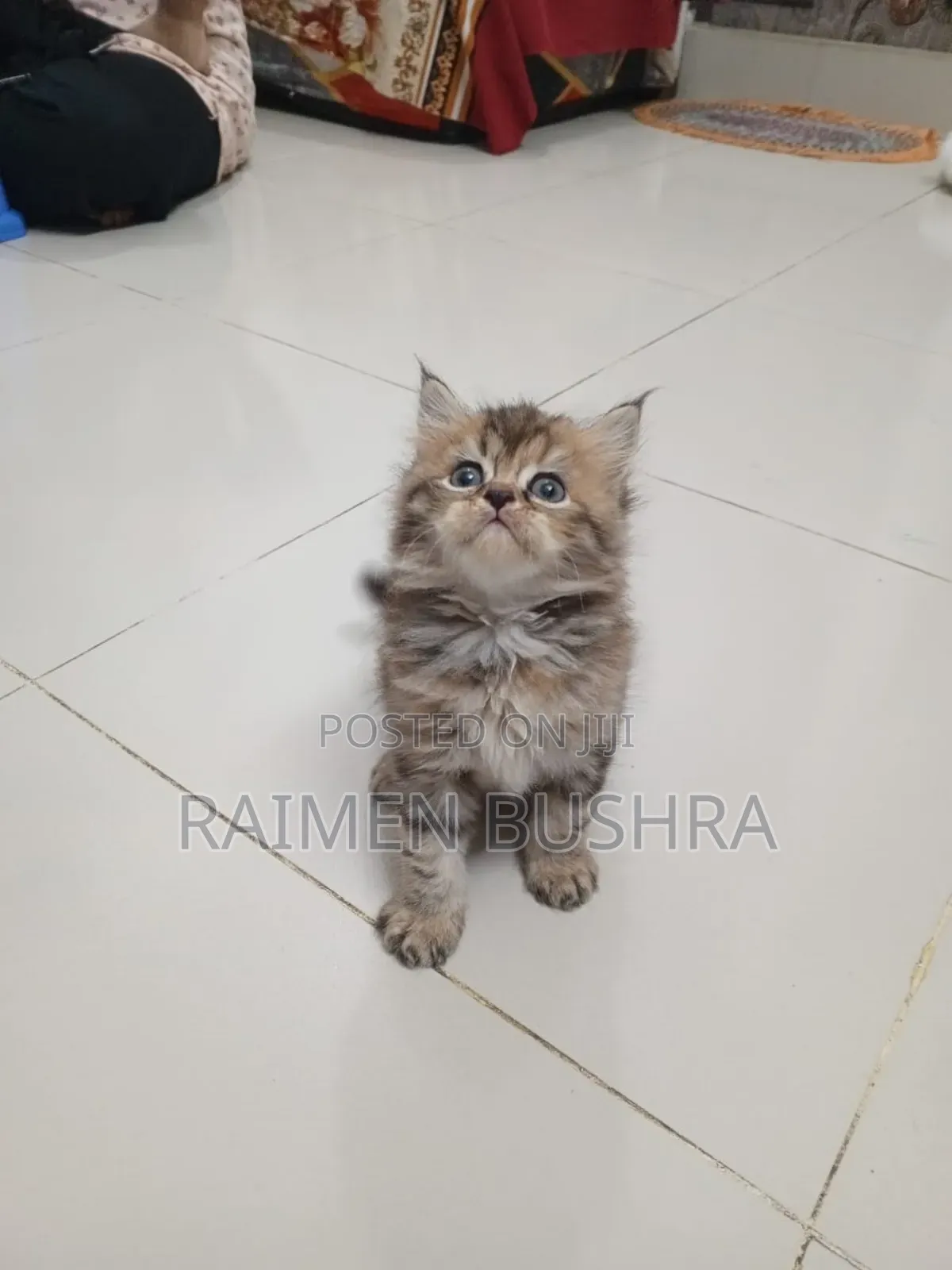 1-3 months Female Purebred Persian