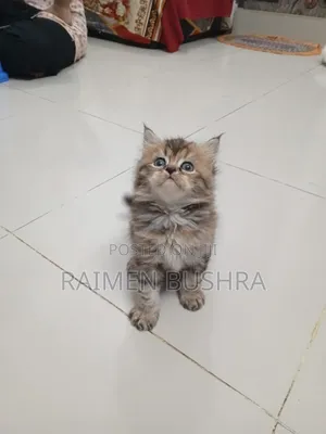 1-3 months Female Purebred Persian
