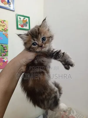 1-3 months Female Purebred Persian