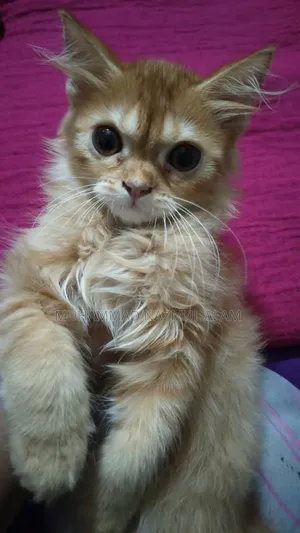 Photo - 6-12 months Female Purebred Persian