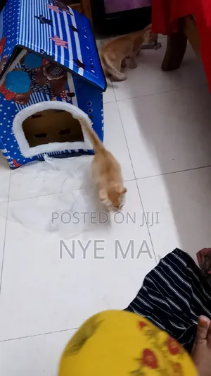 Photo - Dog Cat House