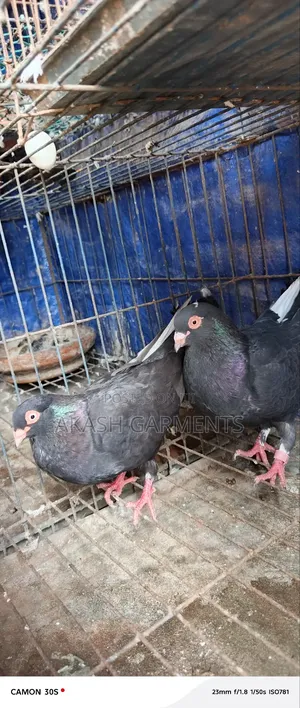 Pair of Pigeons