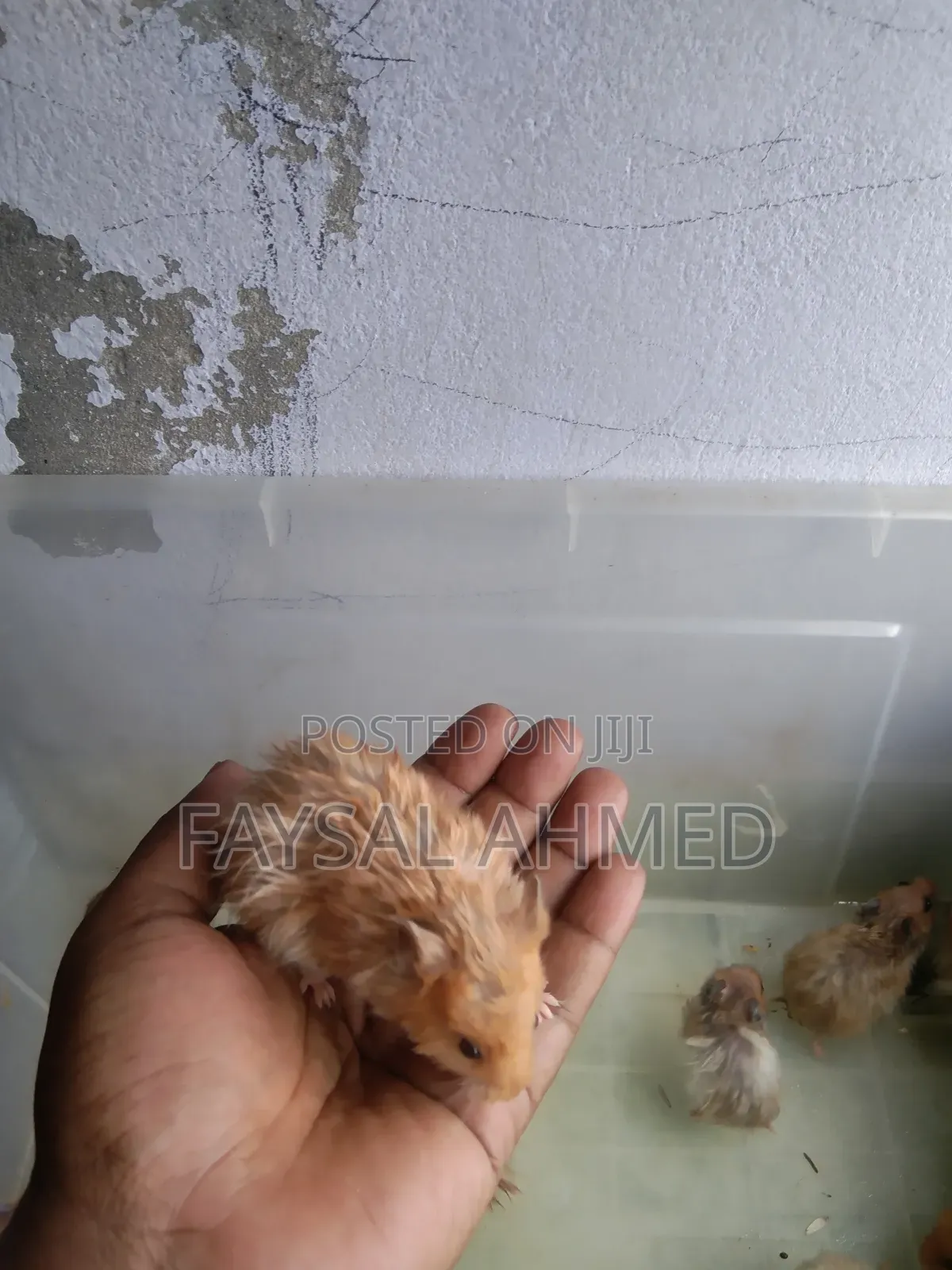 Syrian Hamster / সিরিয়ান হ্যাঁমিস্টার / বিলাতি ইঁদুর