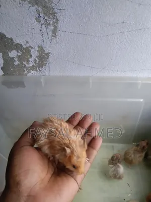 Syrian Hamster / সিরিয়ান হ্যাঁমিস্টার / বিলাতি ইঁদুর