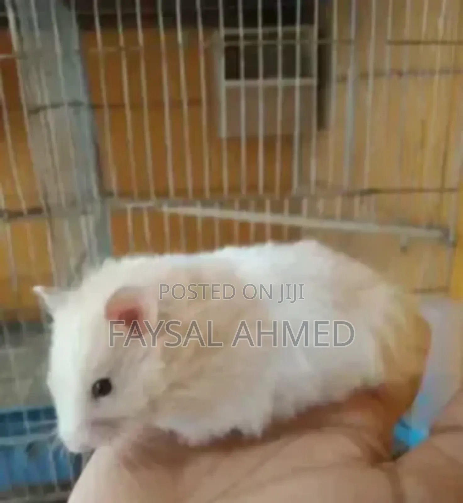 সিরিয়ান হ্যামস্টার। Syrian Hamster. বিলাতি ইঁদুর